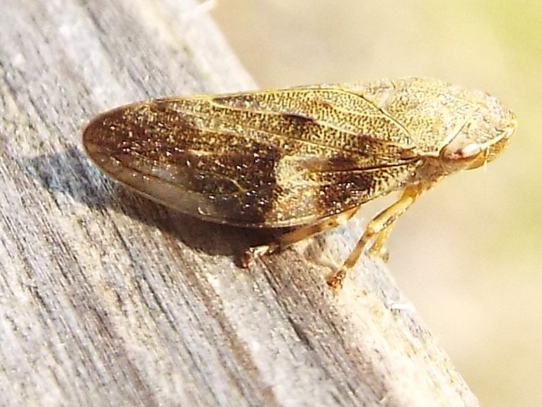 Cicadomorpha - Aphrophoridae: Aphrophora alni